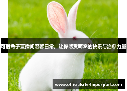 可爱兔子直播间温馨日常，让你感受萌宠的快乐与治愈力量